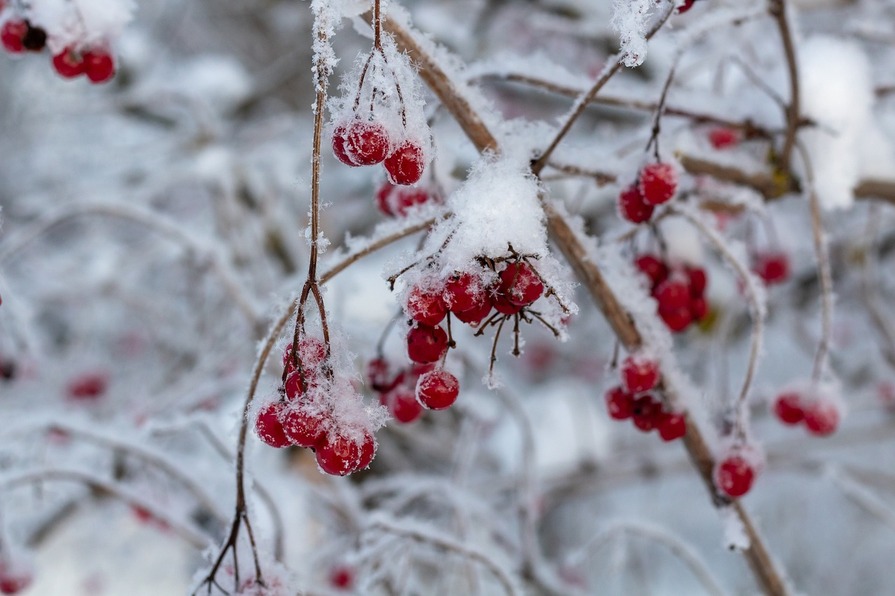 Viburnum im Schnee